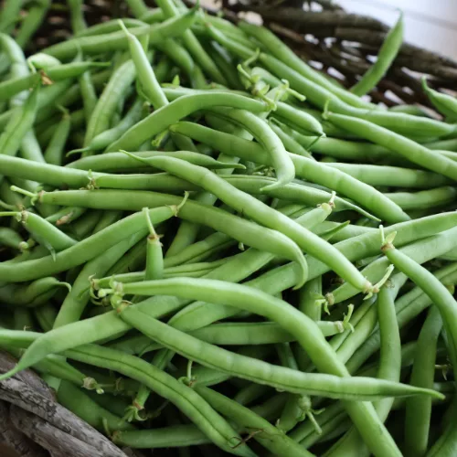 Haricots Verts (500g)