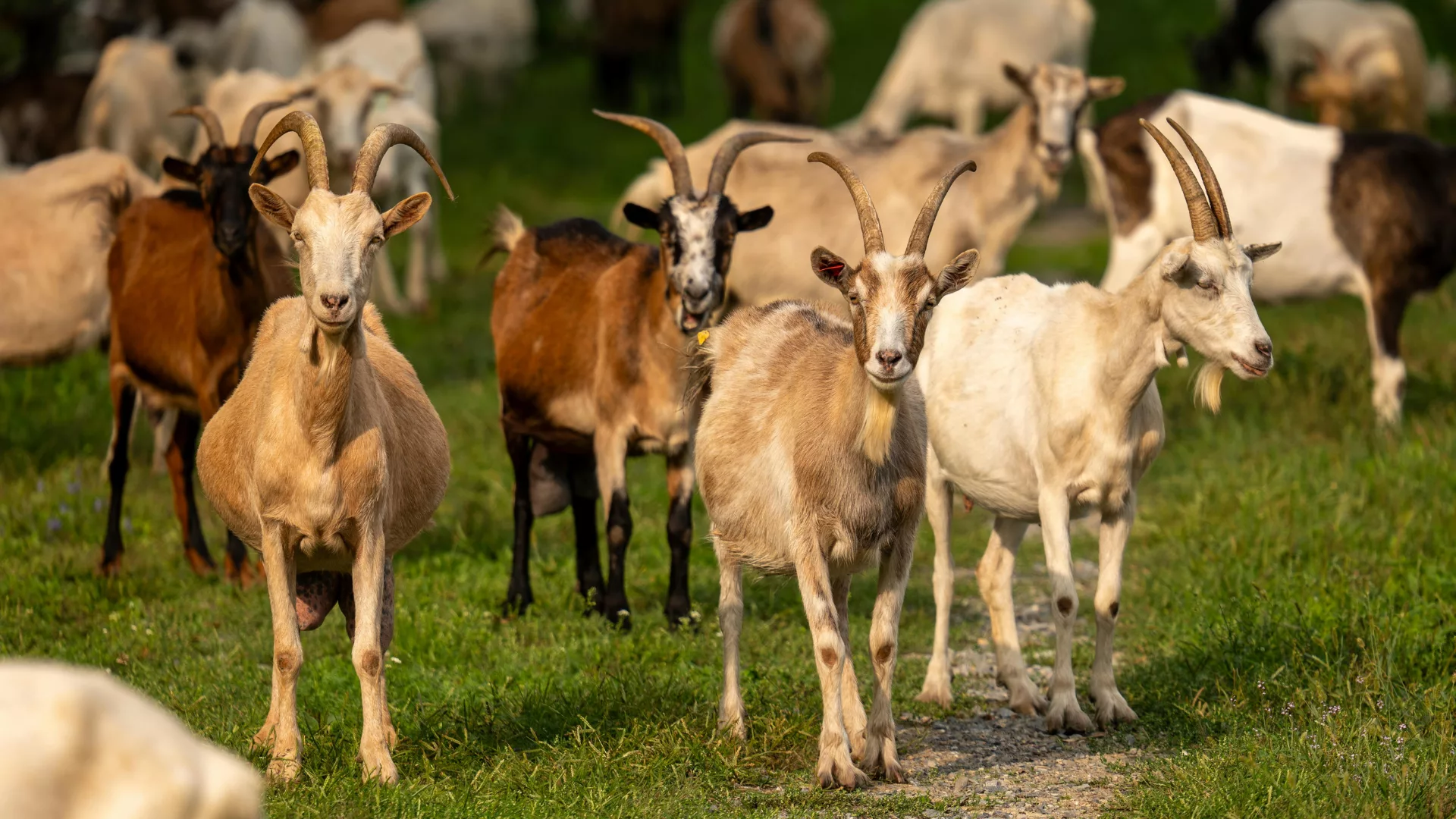 immersion troupeau (2)