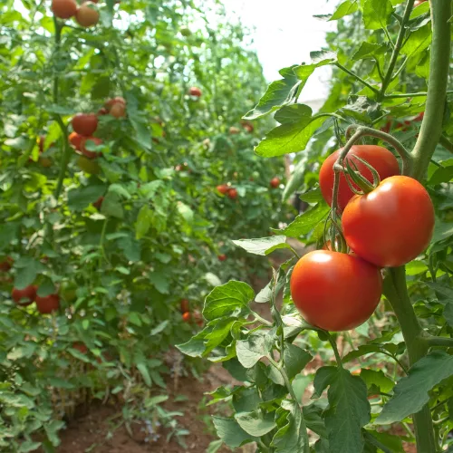 Tomates (500g)